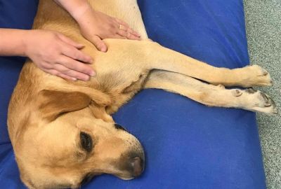 Canine Myotherapy